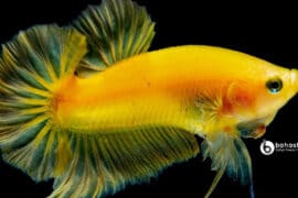 Ikan cupang soft gold
