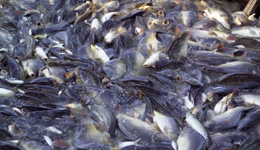 Penyebab Ikan Nila Tidak Mau Besar