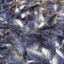 Penyebab Ikan Nila Tidak Mau Besar