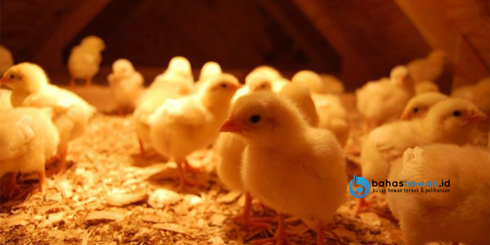 Cara Menetaskan Telur Ayam Dengan Kardus