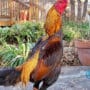 Jamu Ayam Bangkok Biar Pukulan Keras