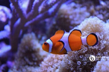 Cara Memelihara Ikan Nemo
