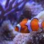 Cara Memelihara Ikan Nemo
