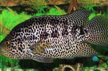 Harga Ikan Jaguar Cichlid