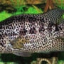 Harga Ikan Jaguar Cichlid