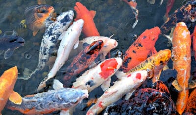 Masa Panen: Ini Waktu Panen Ikan Nila yang Tepat | BahasHewan.id