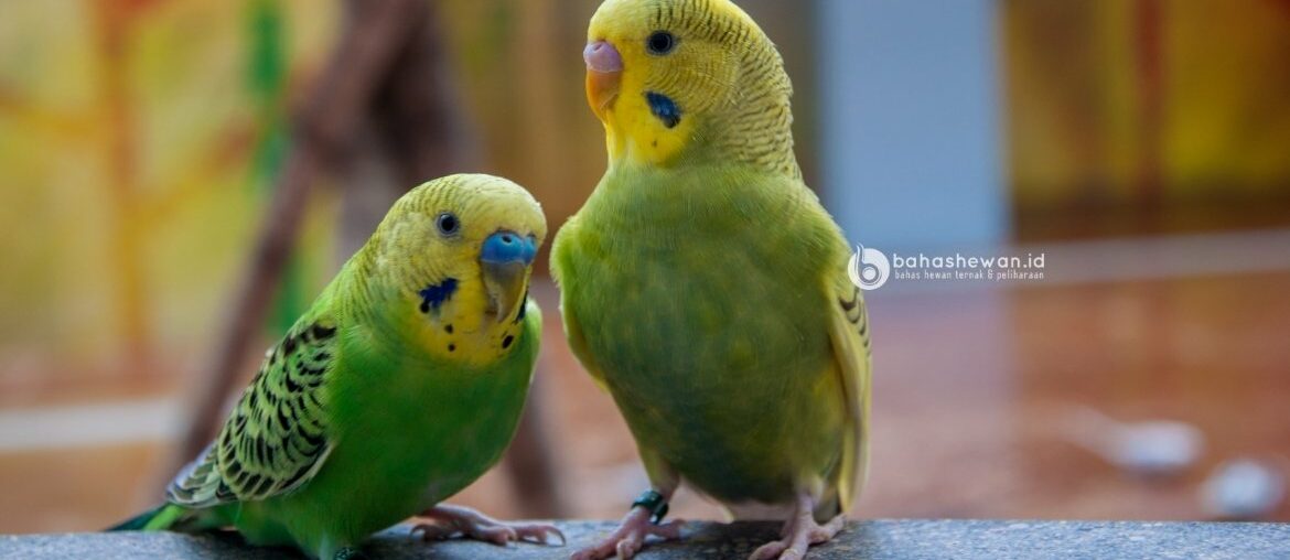 Cara Membedakan Burung Parkit Jantan dan Betina