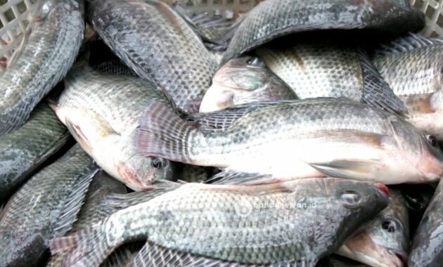 Cara Mancing Ikan Nila yang Susah Makan