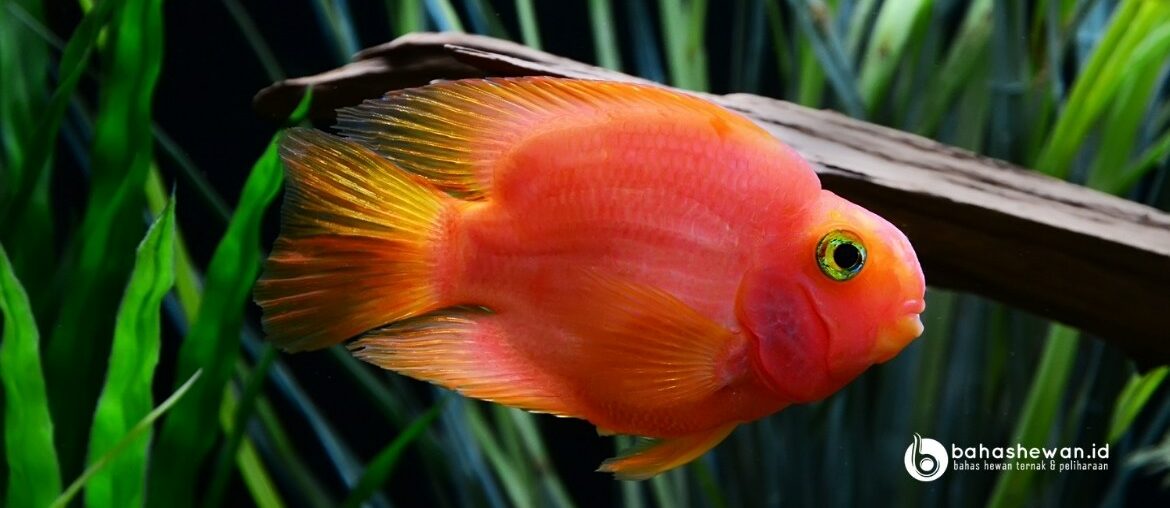 Makanan Ikan Parrot