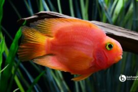 Makanan Ikan Parrot