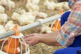 Pemberian Pakan Ayam Pada Fase Starter