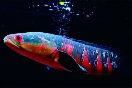 Ikan Channa